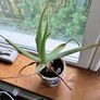 Free to take! Indoor Green Plants (in pots) Image 3