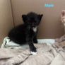 kittens Image 2