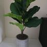 Plant Decor Image 3