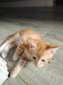 kittens