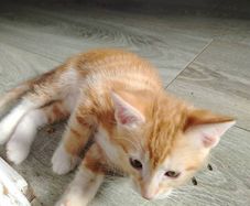 kittens