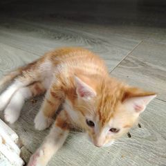kittens