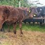 22 Angus Heifers Image 3
