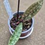 Paphiopedilum Vinicolor Schwarze Madonna callosum Vinicolor, Rare Slipper Orchid Image 5