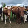 Continental yearlings Image 2