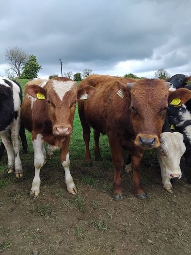 Continental yearlings