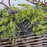 New 120cm length rustic twig and moss garland Image 10