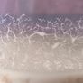 Live Fish/Shrimp Food Starter Cultures Image 7