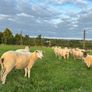 Top quality hogget ewes Image 9