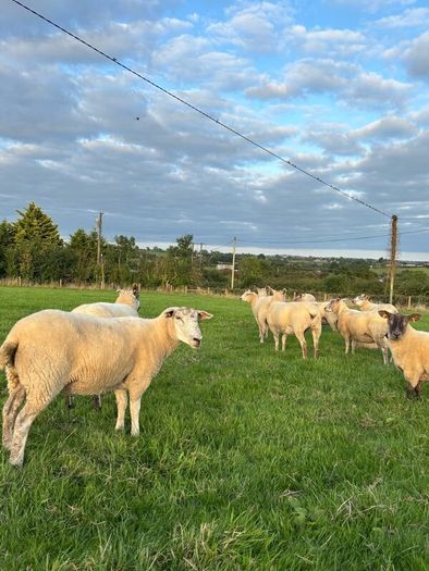 Top quality hogget ewes