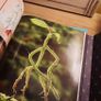 (New) The Archive of Magic / The Film Wizardry of Fantastic Beasts Hardback Image 10