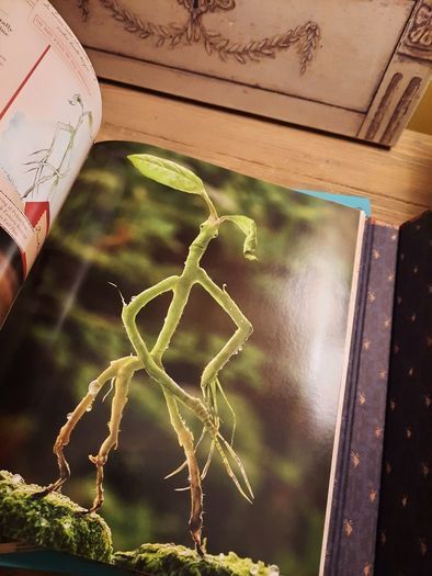 (New) The Archive of Magic / The Film Wizardry of Fantastic Beasts Hardback