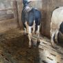 Pedigree registered Friesan bulls Image 7