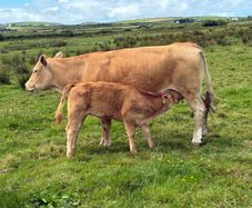 Cows calf