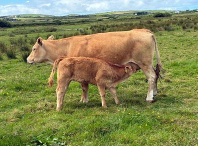 Cows calf