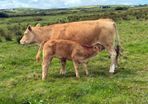Cows calf