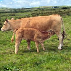 Cows calf