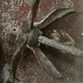 grapnel anchor Image 2