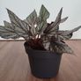 Begonia Arctic Breeze plant Image 4