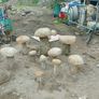 Granite mushrooms miniature ones Image 3