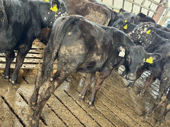 Aberdeen Angus Heifers