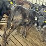 Aberdeen Angus Heifers Image 4