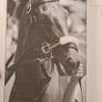Funny Cide By Sally Jenkins. How A Horse, A Trainer, A Jockeys, And A Bunch Of Heigh School Buddies Took On The Sheiks And Blue Bloods And Won. 25. Image 9