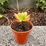 plant Image 2