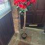 Rose trees Image 2