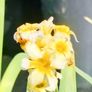 Yellow Mexican satin flower plant Pale yellow-eyed grass, perennial. Image 2