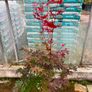 Japanese maple plant Image 3