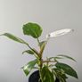 Philodendron White Princess Plant Image 3