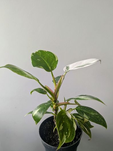 Philodendron White Princess Plant