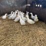 ducks Image 2