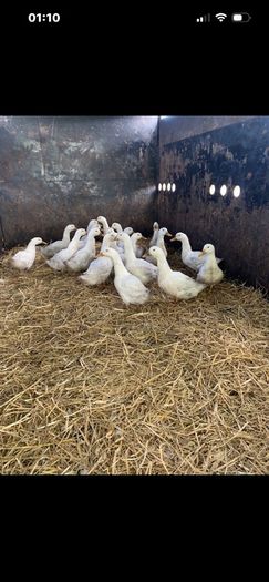 ducks