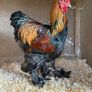 Poultry Auction: Ryan McLaren Major Reduction Sale Image 3