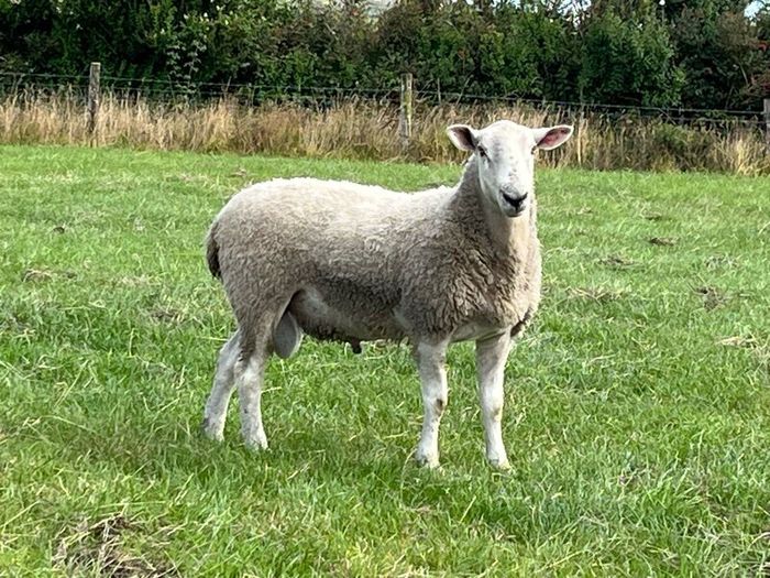 Blue Leicester Hogget