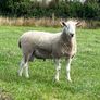 Blue Leicester Hogget Image 2