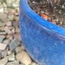 Beautiful Large Glazed Ceramic Planter and Mature Garden Shrub Image 4