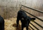 calfs in New Ross today