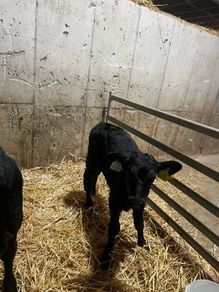 calfs in New Ross today