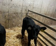 calfs in New Ross today