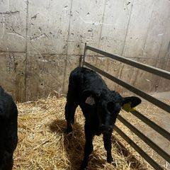 calfs