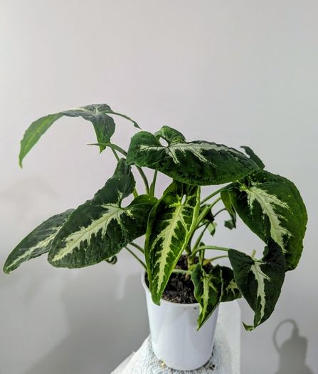 Syngonium Wendlandii Plant