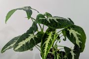 Syngonium Wendlandii Plant