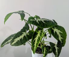 Syngonium Wendlandii Plant