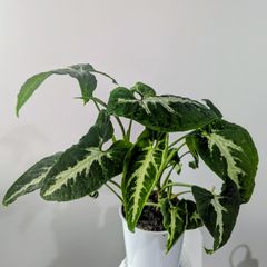 Syngonium Wendlandii Plant