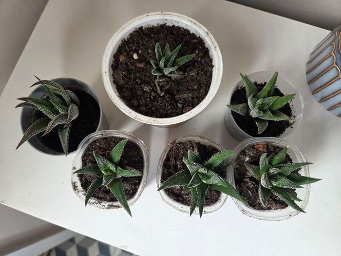 Succulents
