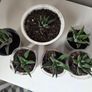 Succulents Image 8