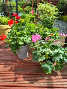 Gerinums